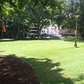 Photo of the Hyde Park re-turf project